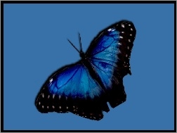 Motyl, Niebiesko, Czarny